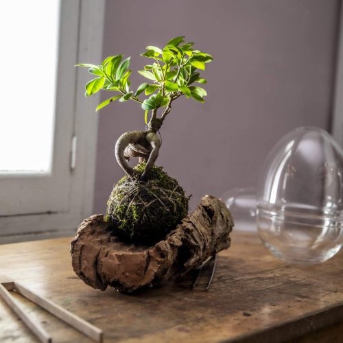 1. Kokedama Ginseng Panorámica