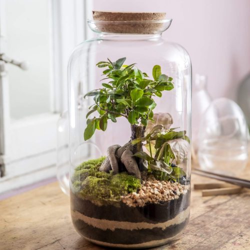 2. GINSENG - Ficus Ginseng y Syngonium Rosa 1 - 130.00€