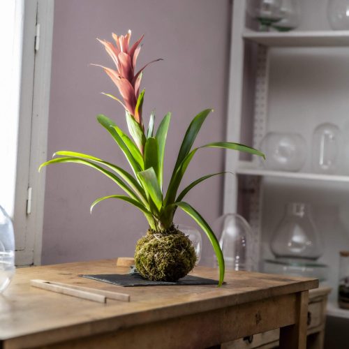 2. Kokedama Guzmania Roja 3