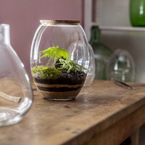 3. GRANT - Esparraguera Plumosa e Hypoettes 3 - 54.90€