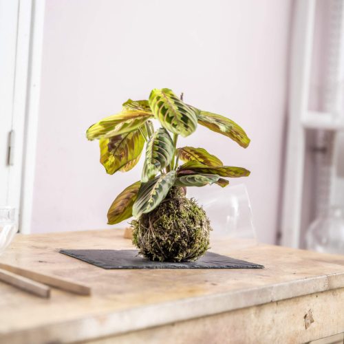 3. Kokedama Maranta 3