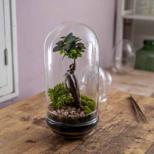 4. CÚPULA 38 - Ficus Ginseng y Selaginella 2 - 74.90€