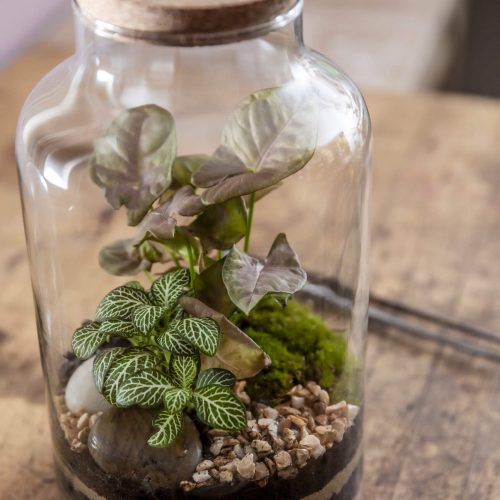 5. SPEEDY - Syngonium Rosa y Fitoni Blanca 2 - 65.90€.jpg