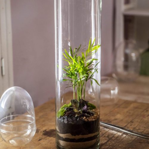 6. CILINDRO 50 -Chamadorea y Tradescantia 1 - 79.90€