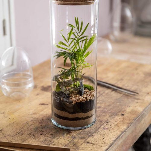 7. CILINDRO 40 -Chamadorea y Fitonia Rosa 1 - 74.90€.jpg