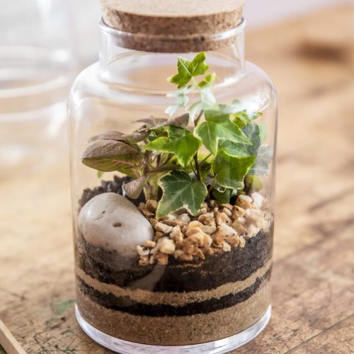 8. JEMY - Hiedra variegata y fitonia roja 2 - 42.90€.jpg