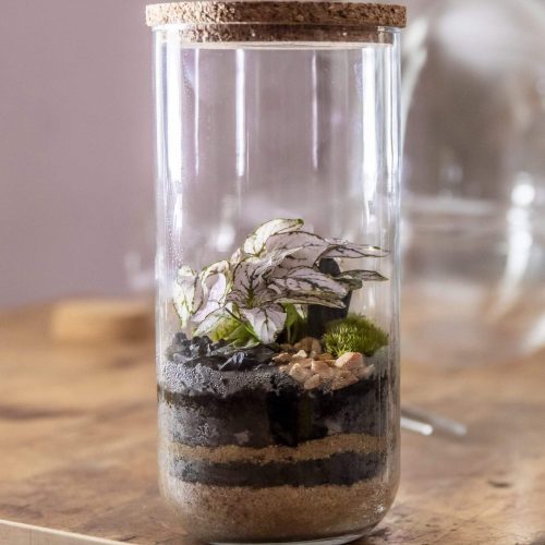 9. CILINDRO 22 - Hypoestes Blanco o Rosa 1 - 40.90€